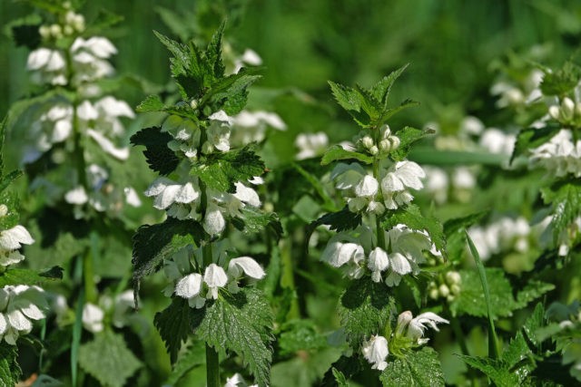 Deaf nettle (white yasnotka): medicinal properties and contraindications