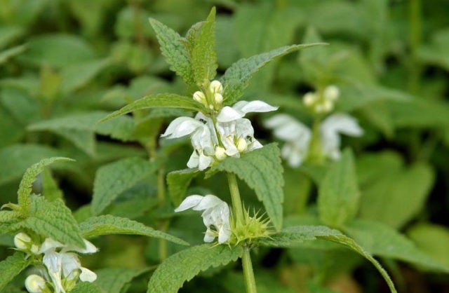 Deaf nettle (white yasnotka): medicinal properties and contraindications