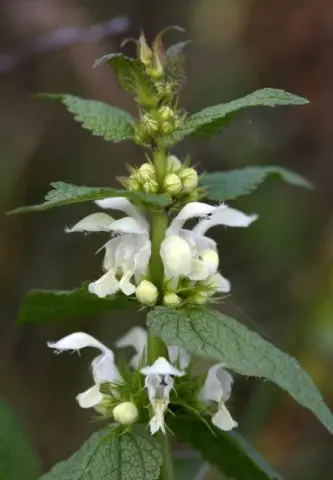 Deaf nettle (white yasnotka): medicinal properties and contraindications