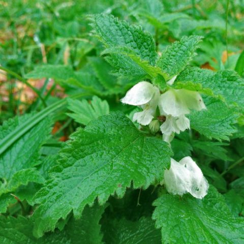 Deaf nettle (white yasnotka): medicinal properties and contraindications