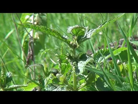 Deaf nettle (white yasnotka): medicinal properties and contraindications