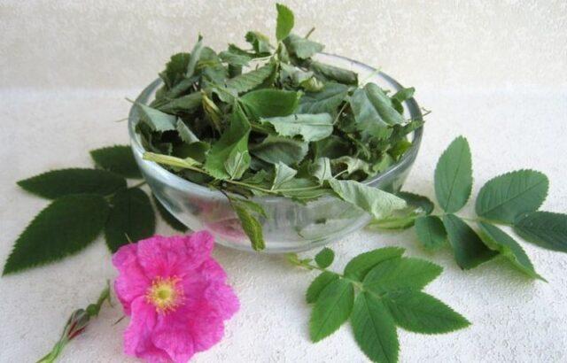 Decoction, infusion of wild rose: benefits and harms, recipe, how to drink