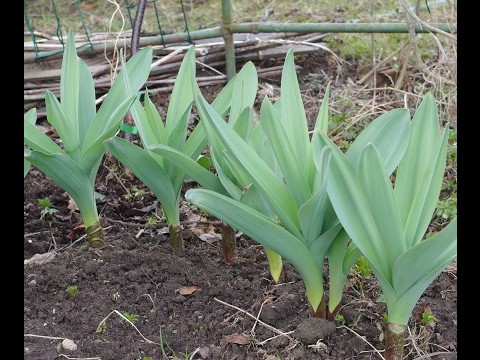 Decorative Aflatun bow: photo, planting and care