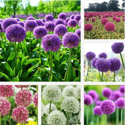 Decorative allium onion: types and varieties with photos, names and descriptions