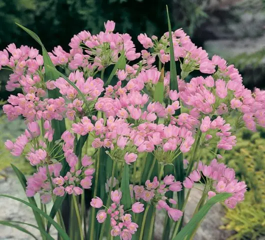 Decorative allium onion: types and varieties with photos, names and descriptions