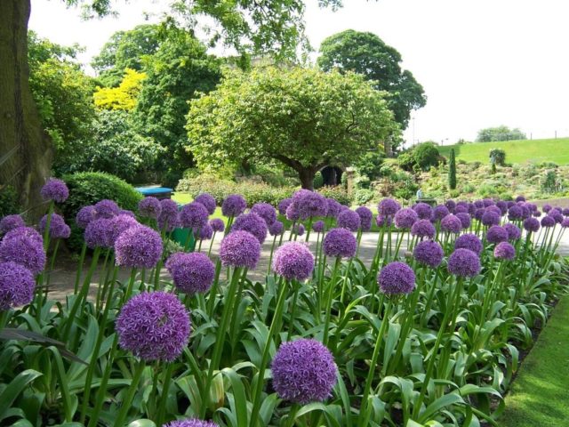 Decorative allium onion: types and varieties with photos, names and descriptions