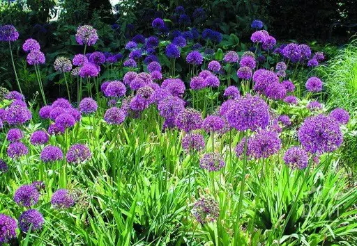 Decorative allium onion: types and varieties with photos, names and descriptions