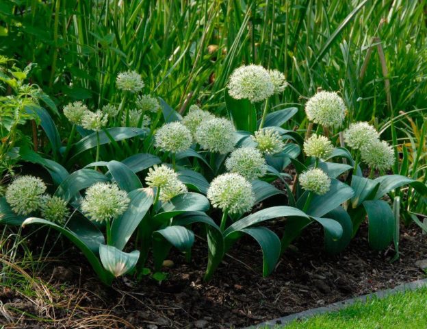 Decorative allium onion: types and varieties with photos, names and descriptions