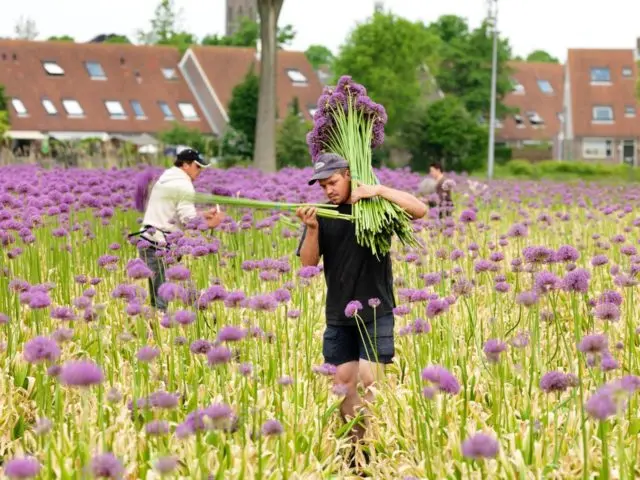 Decorative allium onion: types and varieties with photos, names and descriptions