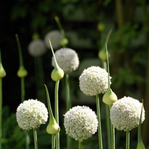 Decorative allium onion: types and varieties with photos, names and descriptions