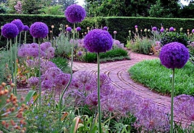 Decorative allium onion: types and varieties with photos, names and descriptions