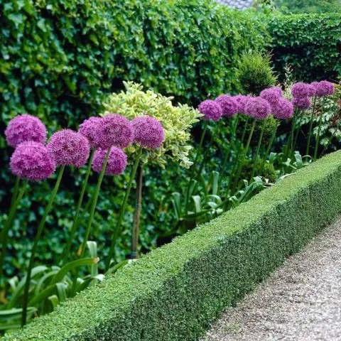 Decorative allium onion: types and varieties with photos, names and descriptions