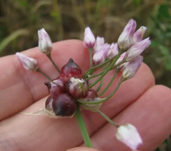 Decorative allium onion: types and varieties with photos, names and descriptions