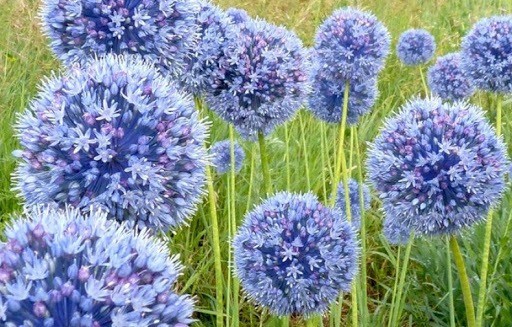 Decorative allium onion: types and varieties with photos, names and descriptions