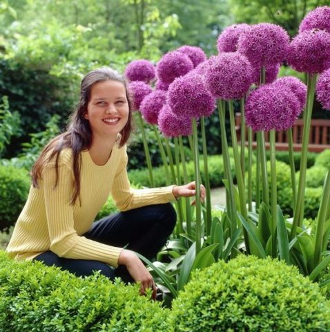 Decorative allium onion: types and varieties with photos, names and descriptions