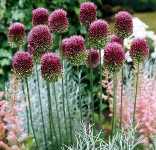 Decorative allium onion: types and varieties with photos, names and descriptions