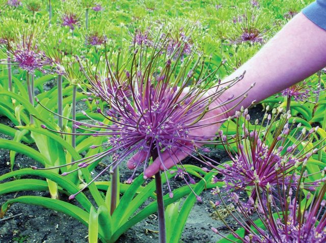 Decorative allium onion: types and varieties with photos, names and descriptions