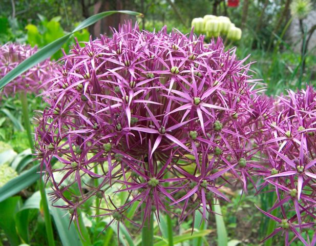 Decorative allium onion: types and varieties with photos, names and descriptions