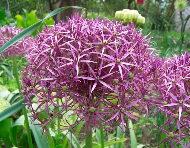 Decorative allium onion: types and varieties with photos, names and descriptions