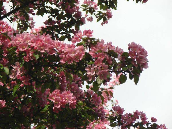 Decorative apple tree Nedzwiecki