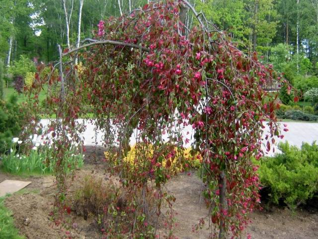 Decorative apple tree Nedzwiecki