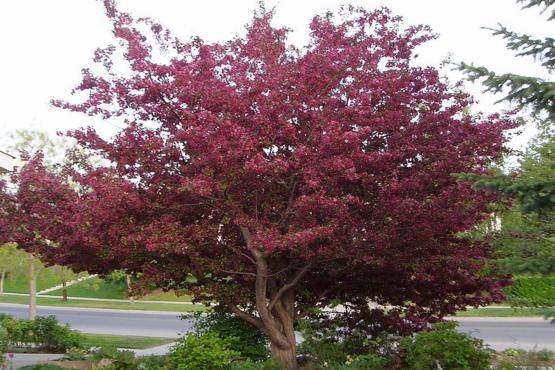 Decorative apple tree Nedzwiecki