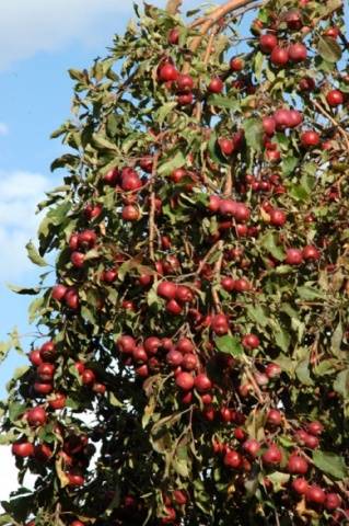 Decorative apple tree Nedzwiecki