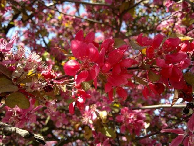 Decorative apple tree Nedzwiecki