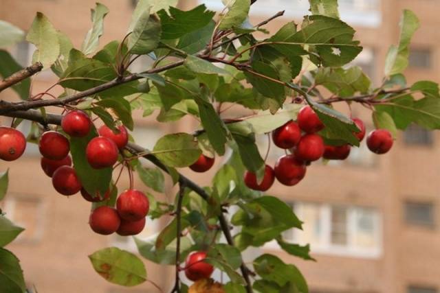 Decorative apple tree Nedzwiecki