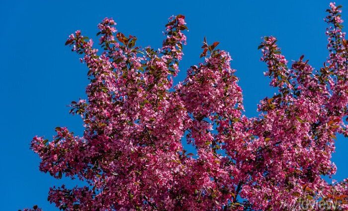 Decorative apple tree Nedzwiecki