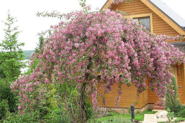 Decorative apple tree Nedzwiecki