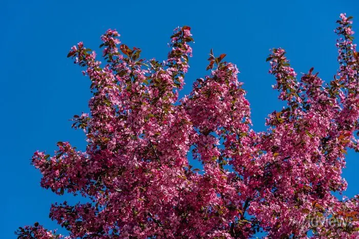 Decorative apple tree Nedzwiecki