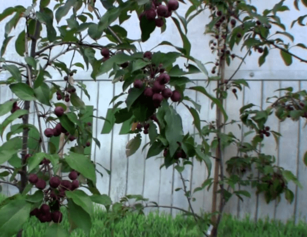 Decorative apple tree Royalty: photo in landscape design, variety description, planting, care