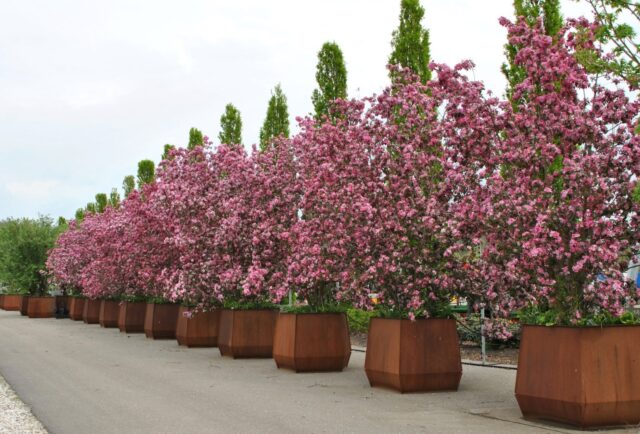 Decorative apple tree Royalty: photo in landscape design, variety description, planting, care