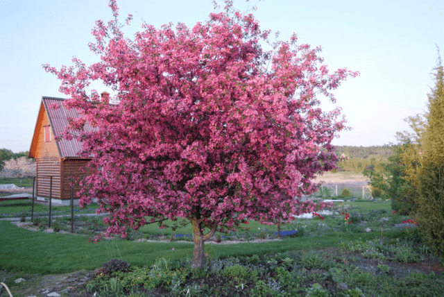 Decorative apple tree Royalty: photo in landscape design, variety description, planting, care