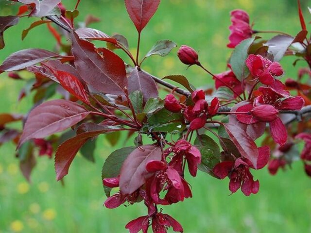 Decorative apple tree Royalty: photo in landscape design, variety description, planting, care