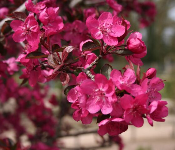 Decorative apple tree Royalty: photo in landscape design, variety description, planting, care