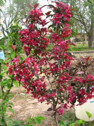 Decorative apple tree Royalty: photo in landscape design, variety description, planting, care