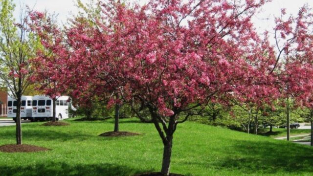 Decorative apple tree Royalty: photo in landscape design, variety description, planting, care