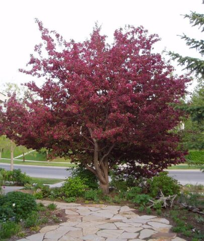 Decorative apple tree Royalty: photo in landscape design, variety description, planting, care