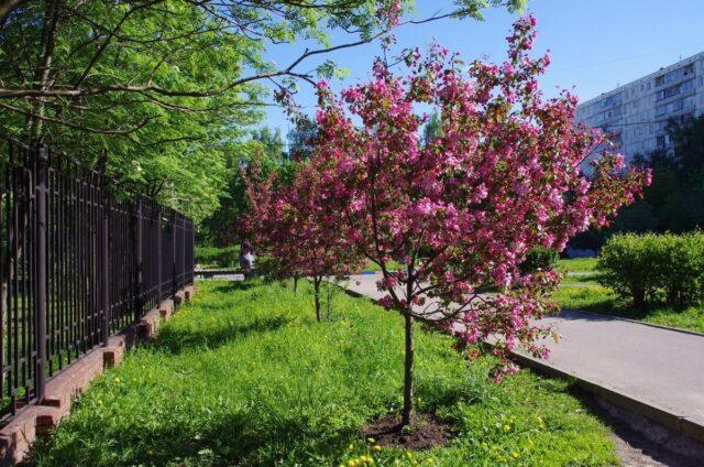 Decorative apple tree Royalty: photo in landscape design, variety description, planting, care