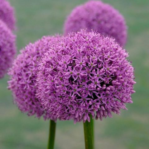 Decorative bow (allium) Gladiator: photo, description, planting and care