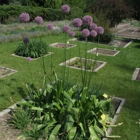 Decorative bow (allium) Gladiator: photo, description, planting and care