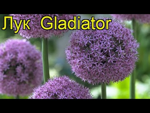 Decorative bow (allium) Gladiator: photo, description, planting and care