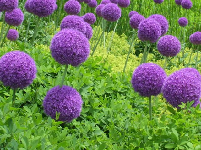 Decorative bow (allium) Gladiator: photo, description, planting and care