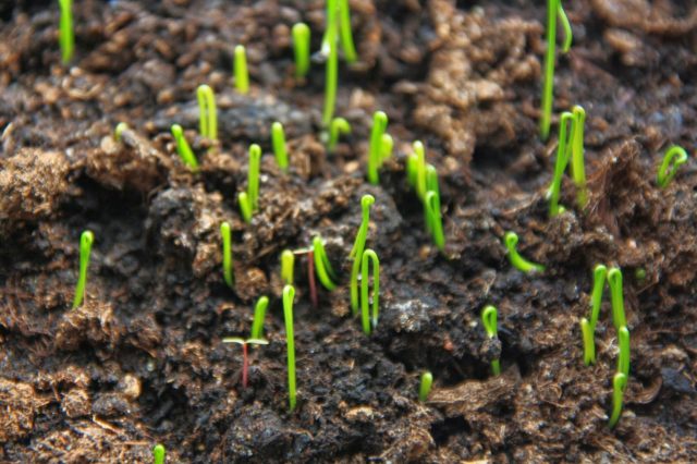 Decorative bow (allium) Gladiator: photo, description, planting and care