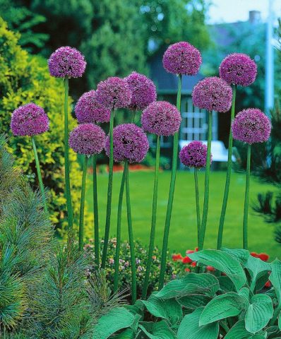 Decorative bow (allium) Gladiator: photo, description, planting and care