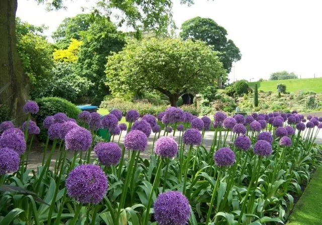 Decorative bow (allium) Gladiator: photo, description, planting and care