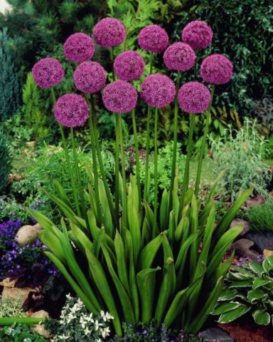 Decorative bow (allium) Gladiator: photo, description, planting and care