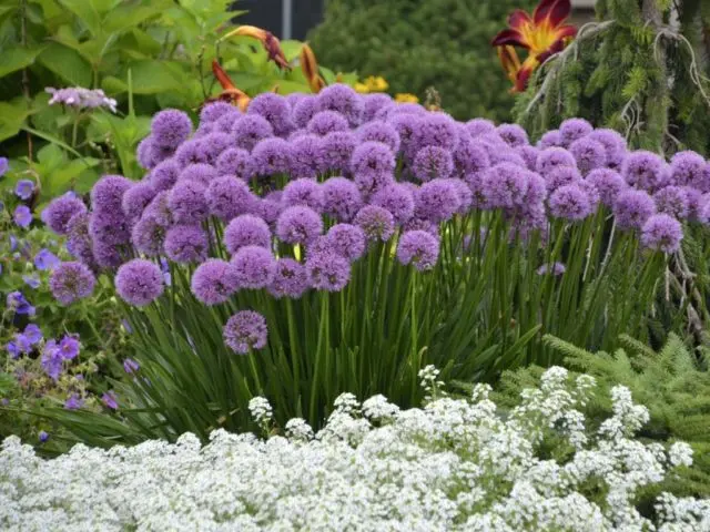 Decorative bow (allium) Gladiator: photo, description, planting and care